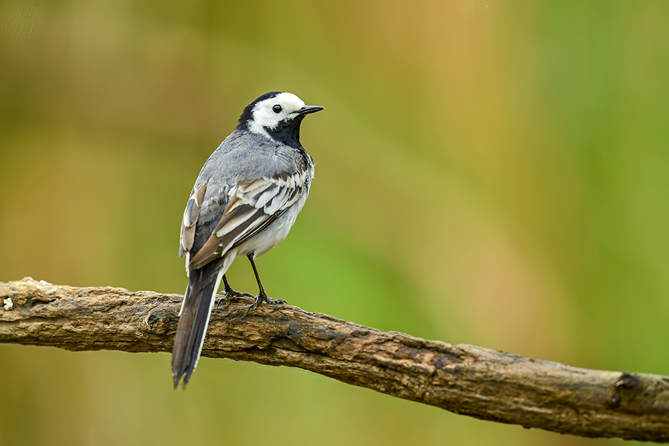 konipas bílý - Motacilla alba