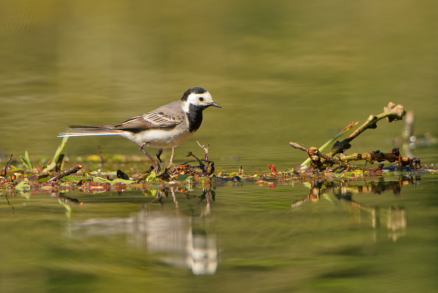 konipas bílý - Motacilla alba