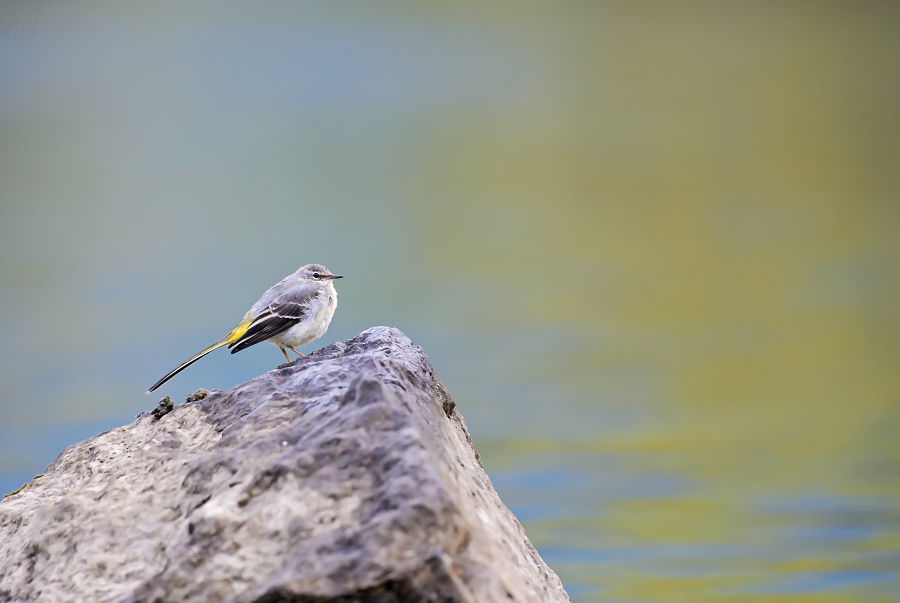 konipas horský - Motacilla cinerea