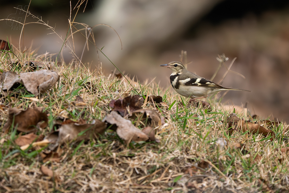 konipas lesní - Dendronanthus indicus