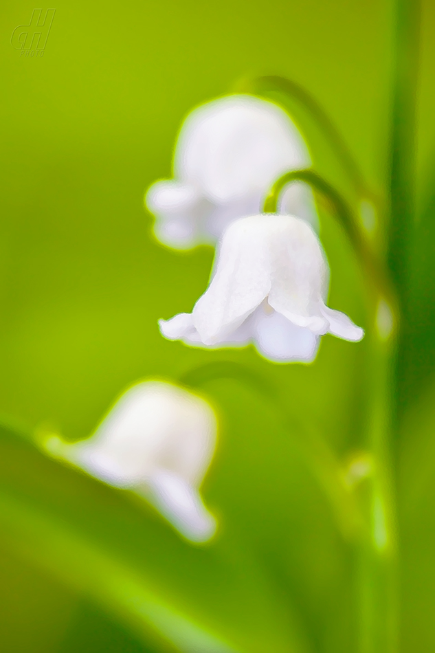 konvalinka vonná - Convallaria majalis