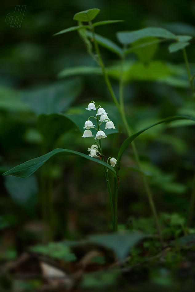 konvalinka vonná - Convallaria majalis