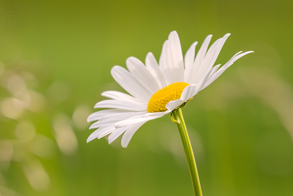 kopretina bílá - Leucanthemum vulgare