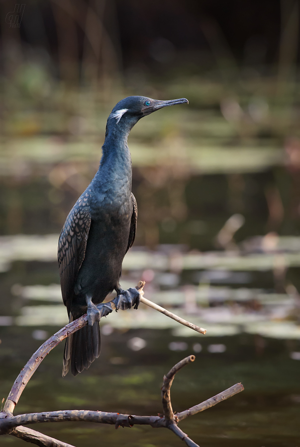 kormorán indomalajský - Phalacrocorax fuscicollis