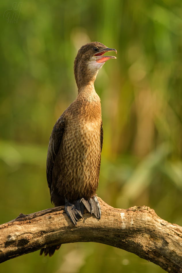 kormorán malý - Microcarbo pygmaeus