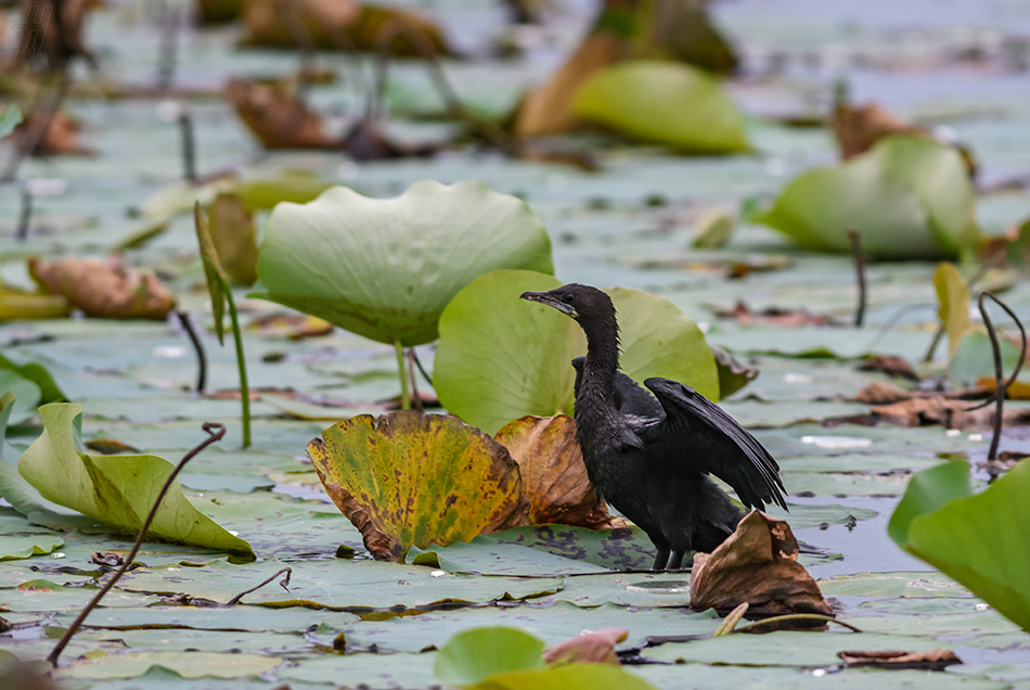 kormorán menší - Phalacrocorax niger