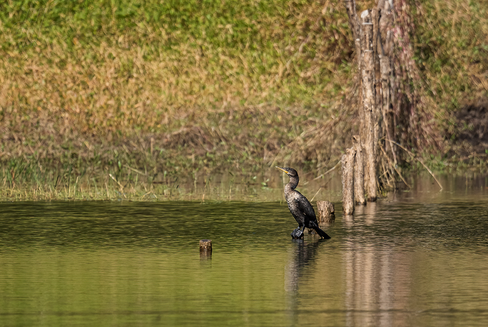 kormorán subtropický - Phalacrocorax brasilianus