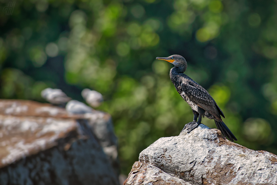 kormorán velký - Phalacrocorax carbo