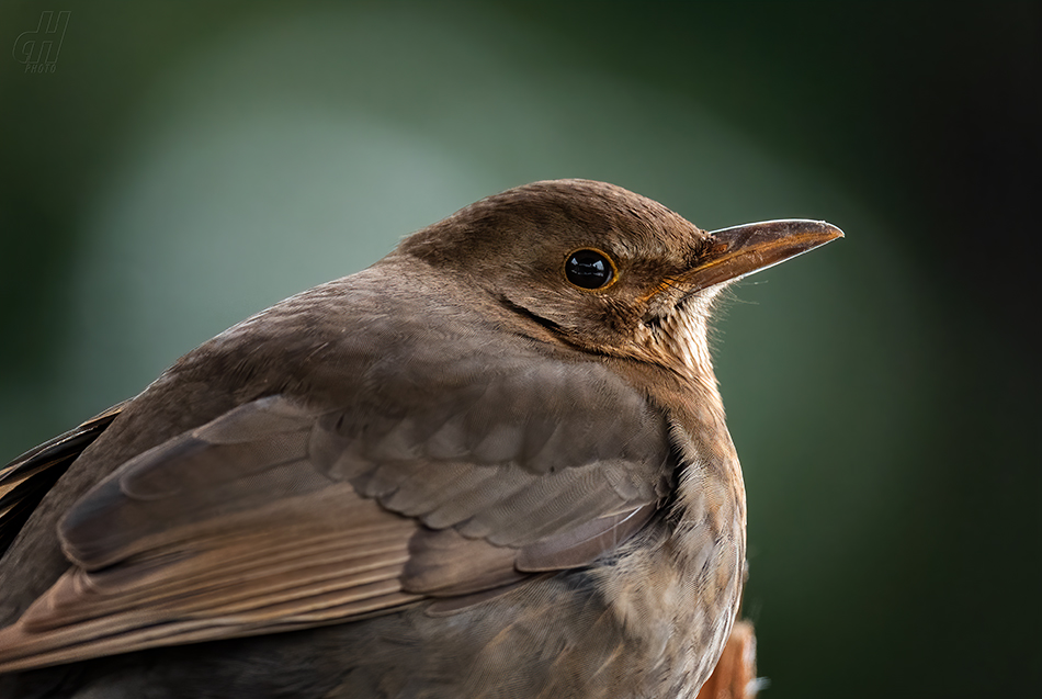 kos černý - Turdus merula