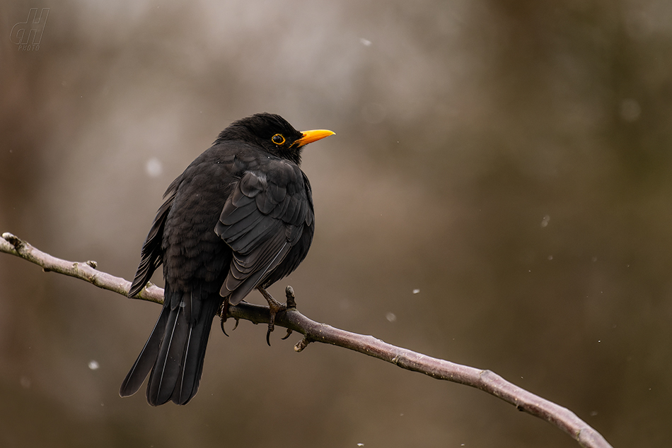 kos černý - Turdus merula