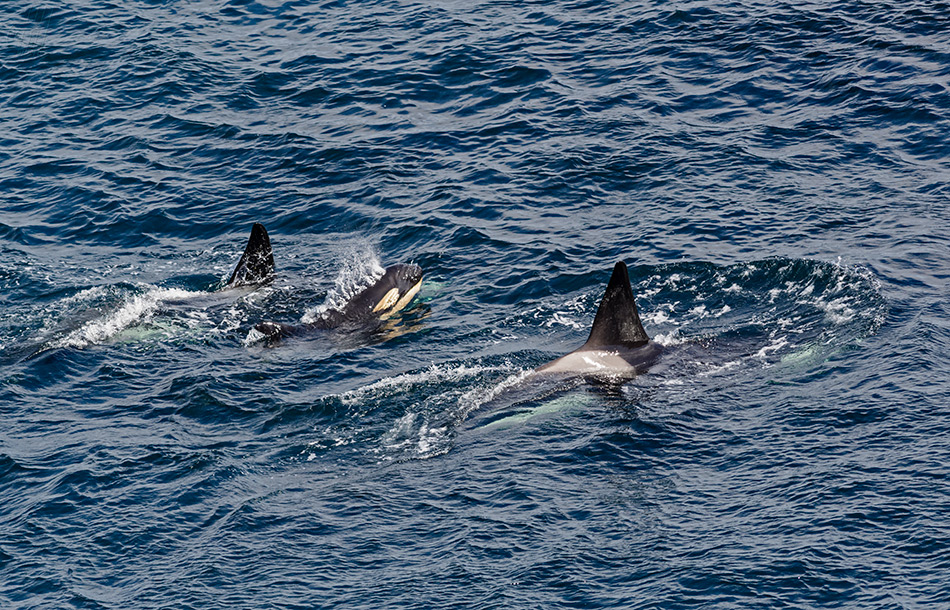 kosatka dravá - Orcinus orca