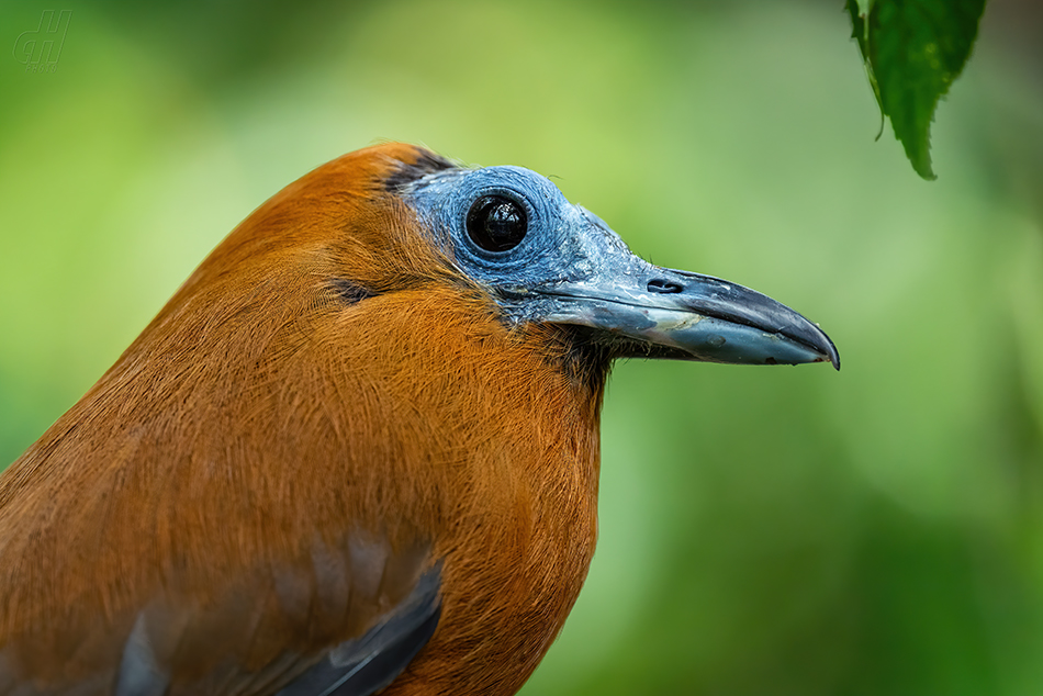 kotinga tříbarvá - Perissocephalus tricolor