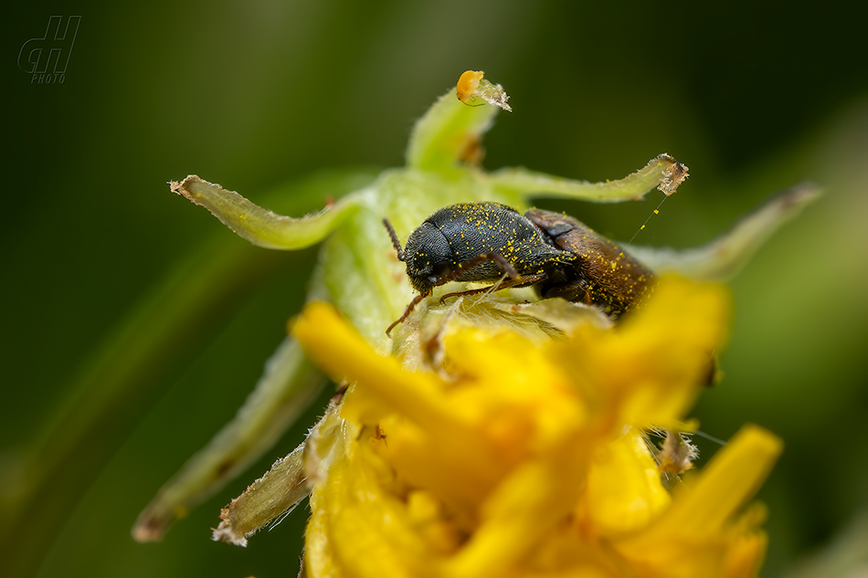 kovařík začoudlý - Agriotes ustulatus