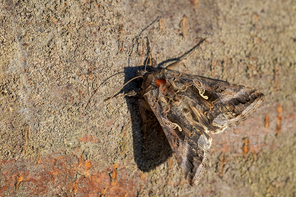 kovolesklec gama - Autographa gamma