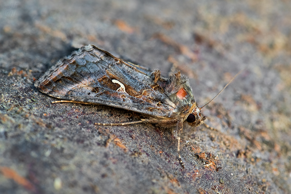 kovolesklec gama - Autographa gamma