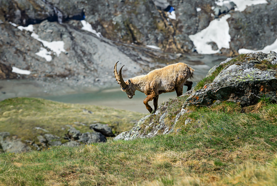 kozorožec horský - Capra ibex