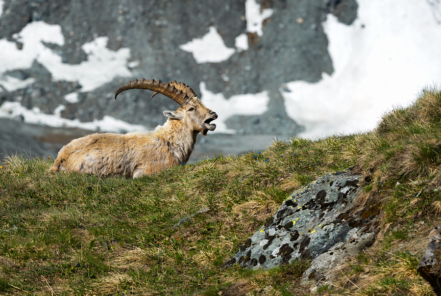 kozorožec horský - Capra ibex