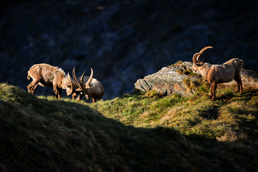 kozorožec horský - Capra ibex