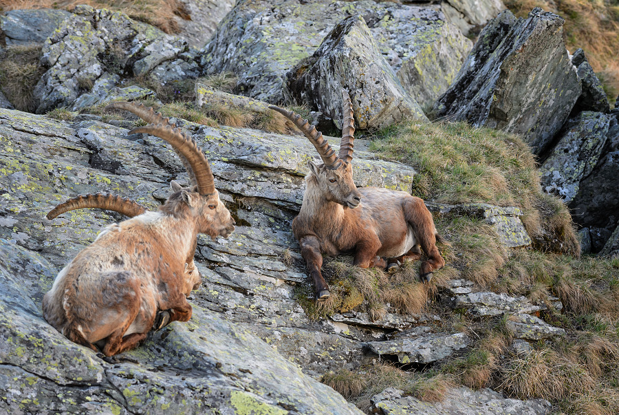 kozorožec horský - Capra ibex