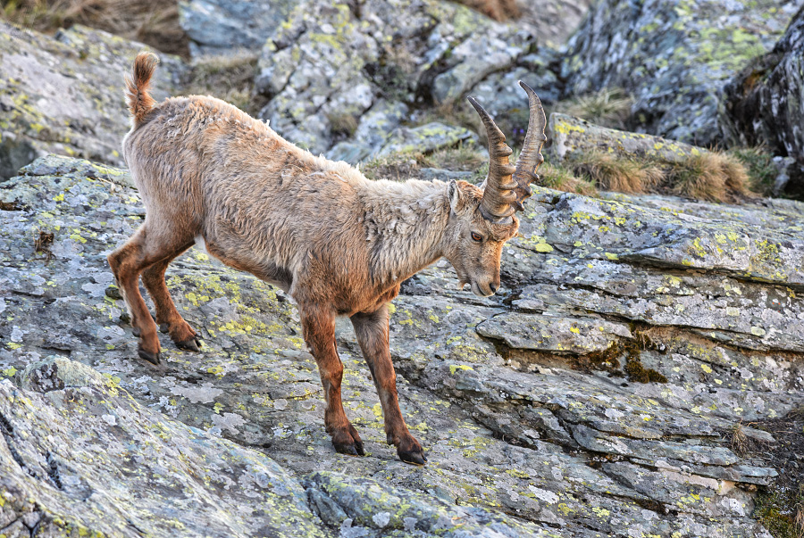 kozorožec horský - Capra ibex