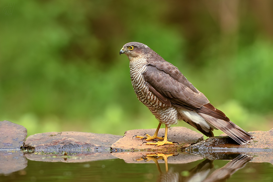 krahujec obecný - Accipiter nisus