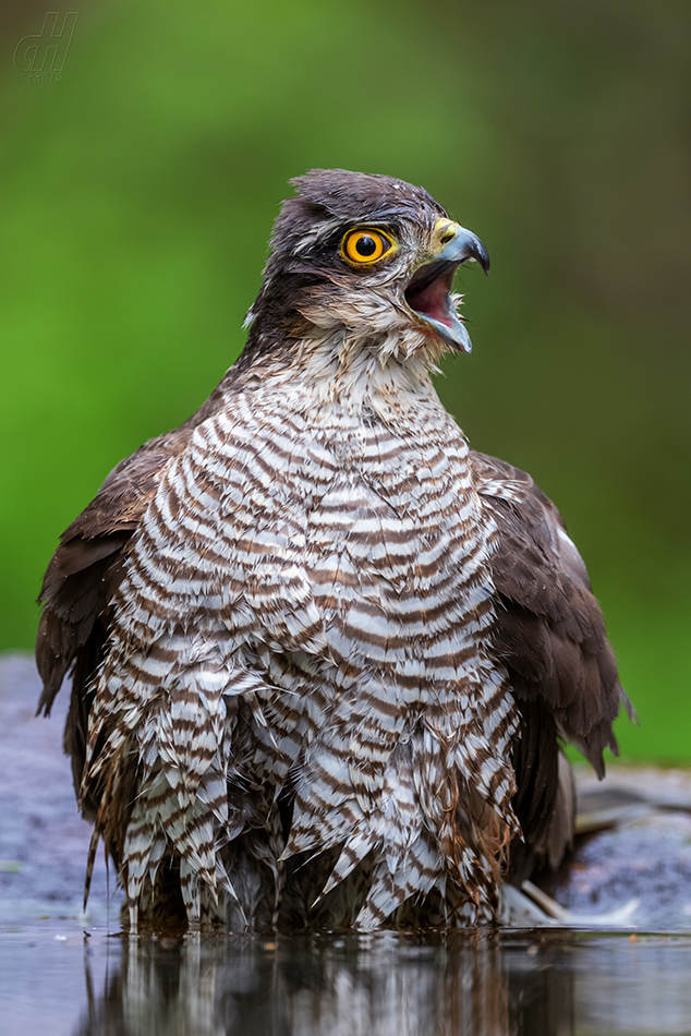 krahujec obecný - Accipiter nisus