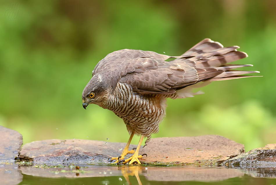 krahujec obecný - Accipiter nisus