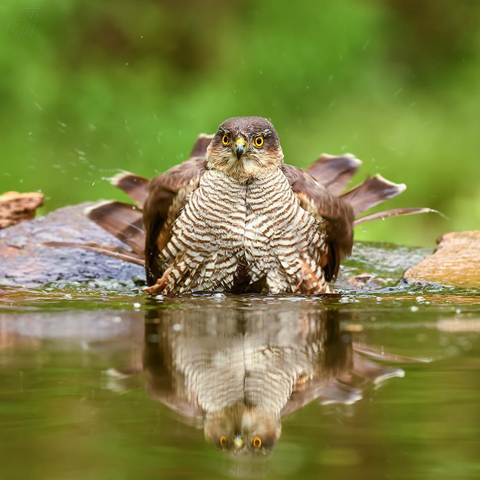 krahujec obecný - Accipiter nisus