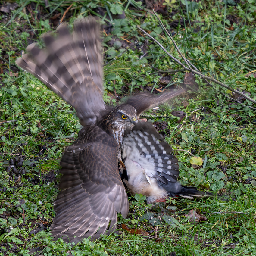 krahujec obecný - Accipiter nisus