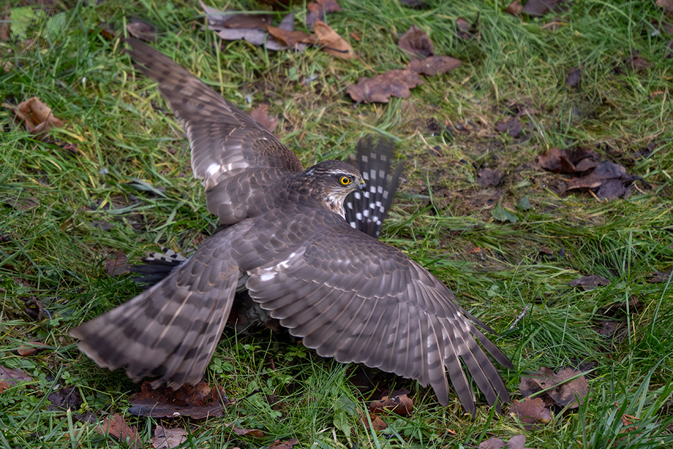 krahujec obecný - Accipiter nisus