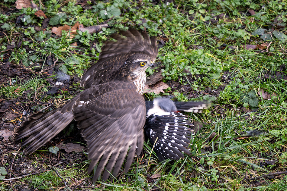 krahujec obecný - Accipiter nisus