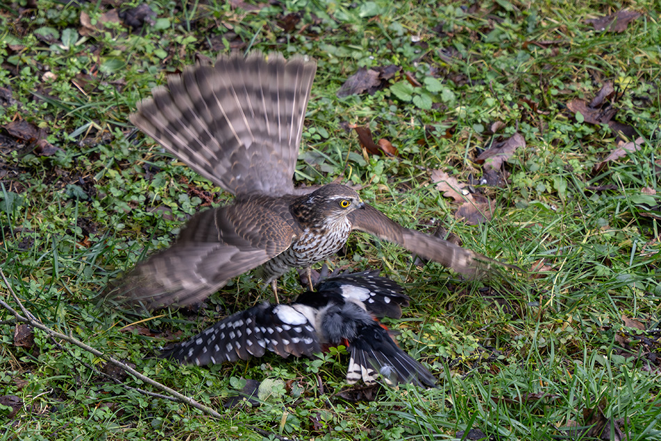 krahujec obecný - Accipiter nisus