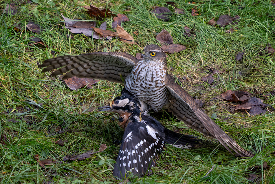 krahujec obecný - Accipiter nisus