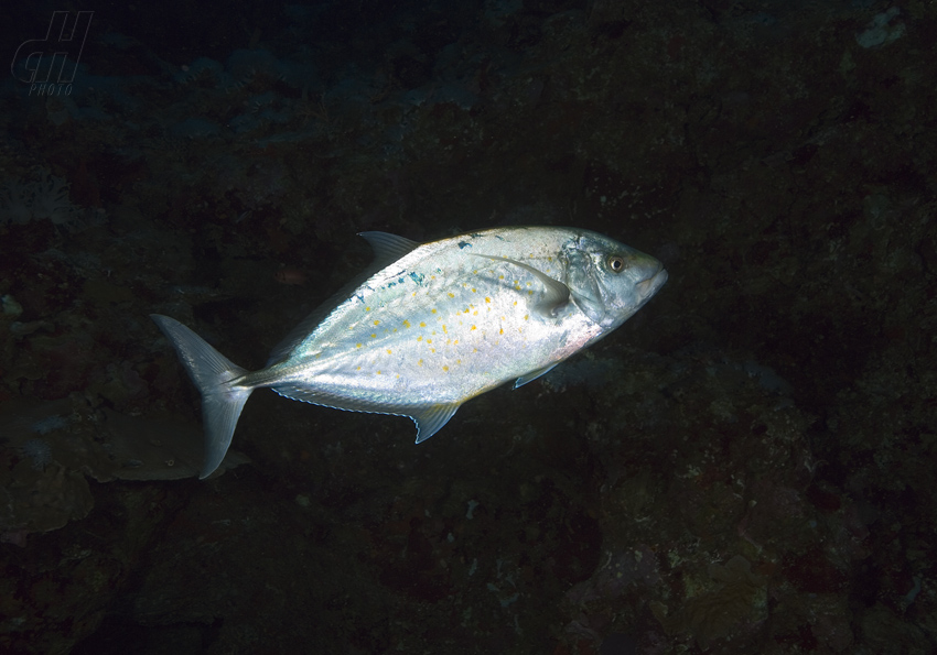 kranas žlutoskvrnný - Carangoides fulvoguttatus