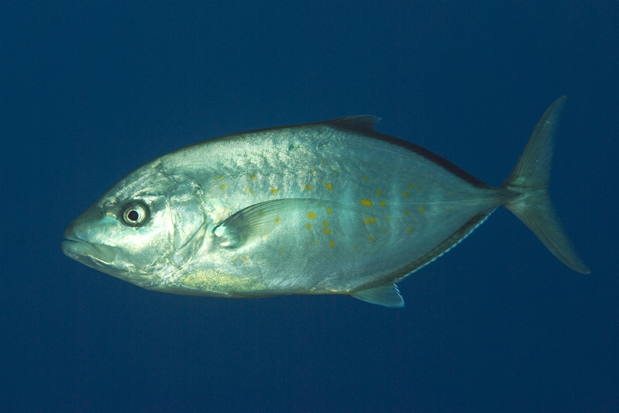 kranas žlutoskvrnný - Carangoides fulvoguttatus