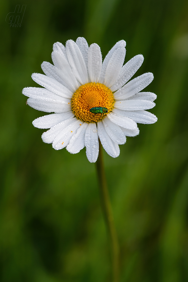 krasec lesknavý - Anthaxia nitidula