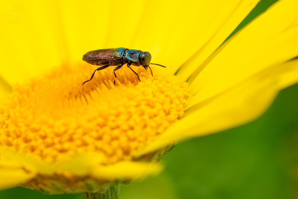 krasec lesknavý - Anthaxia nitidula