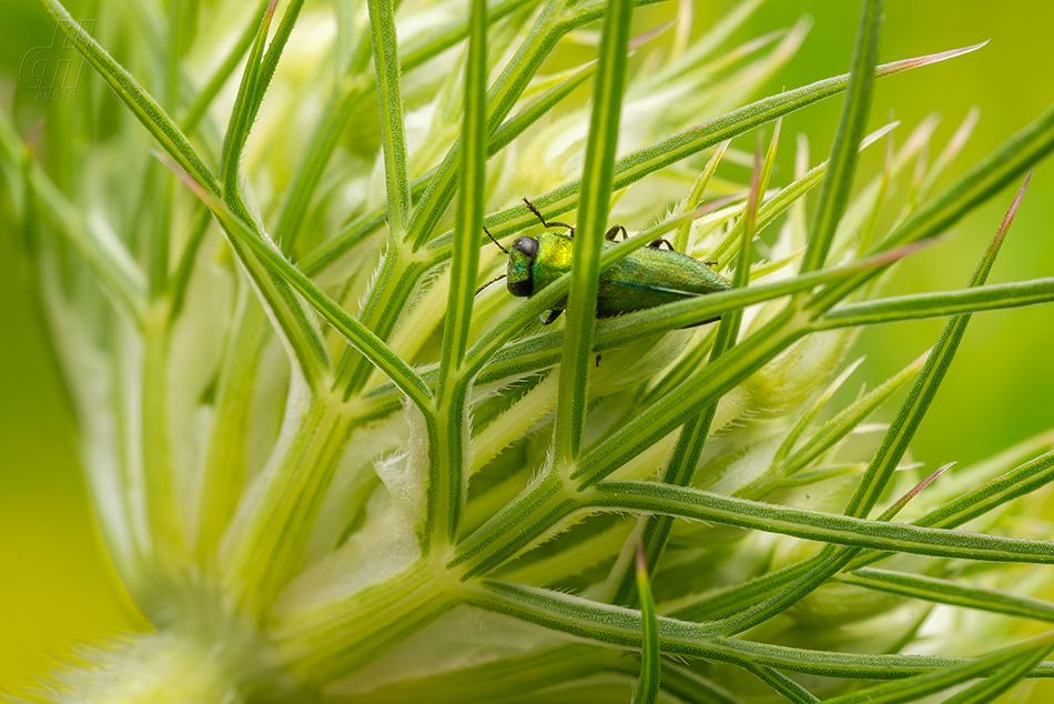 krasec lesknavý - Anthaxia nitidula