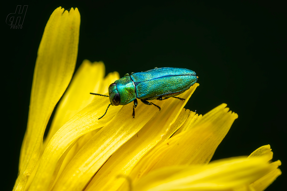 krasec lesknavý - Anthaxia nitidula