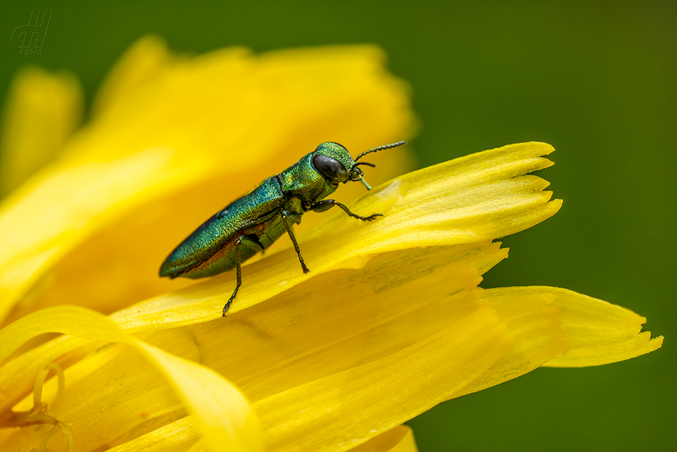 krasec lesknavý - Anthaxia nitidula