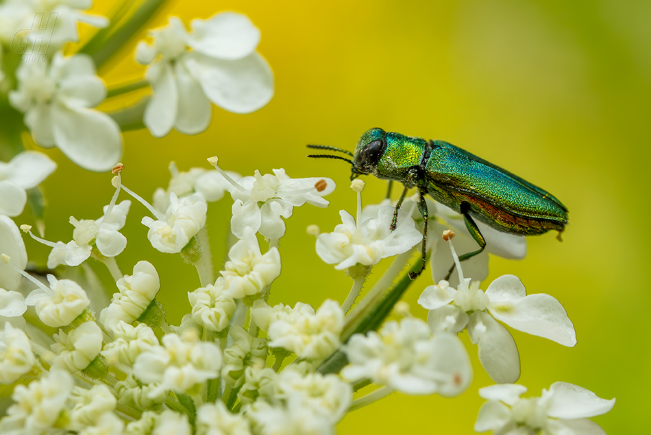 krasec lesknavý - Anthaxia nitidula