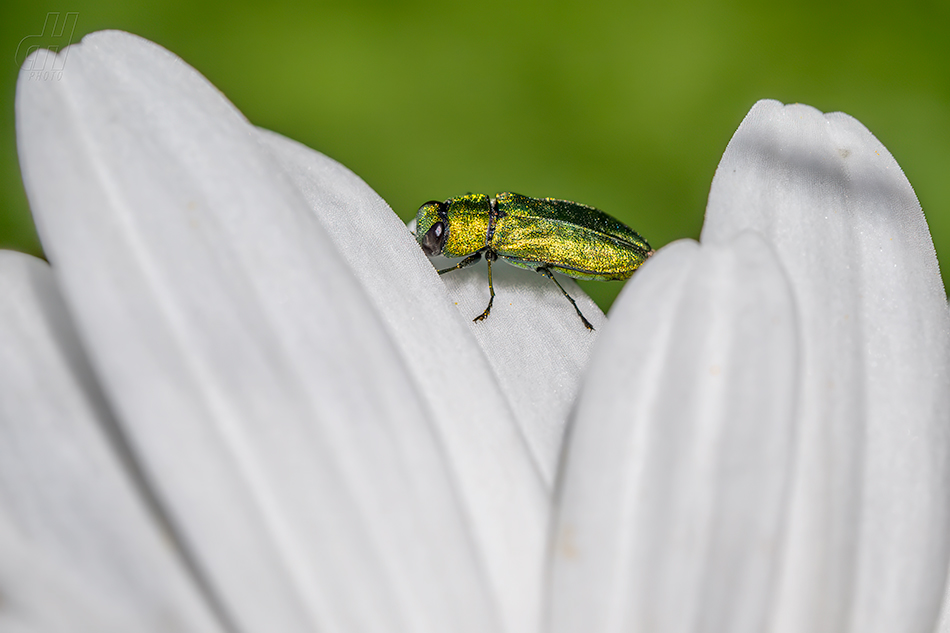 krasec lesknavý - Anthaxia nitidula