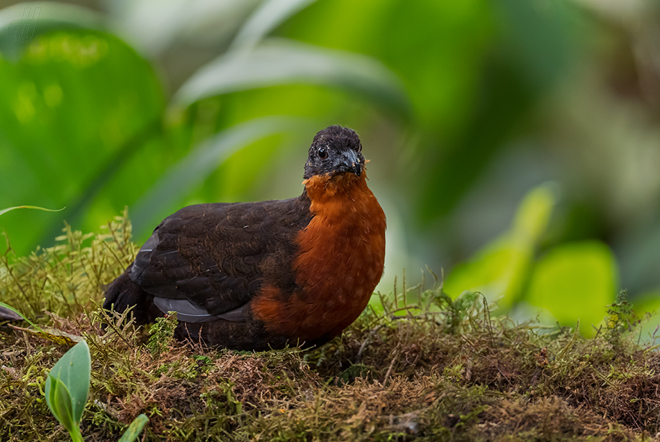 křepel hnědohřbetý - Odontophorus melanonotus