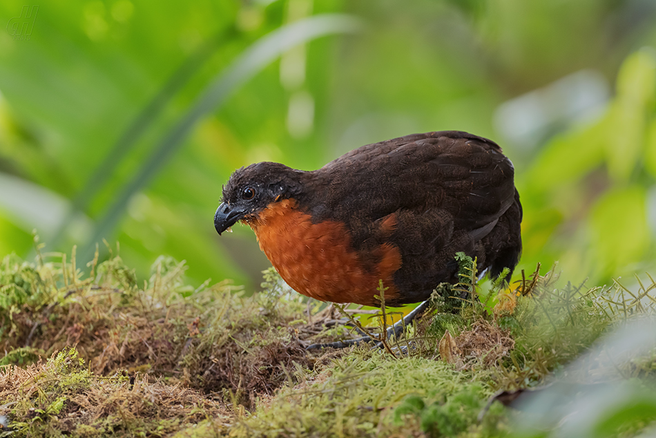 křepel hnědohřbetý - Odontophorus melanonotus