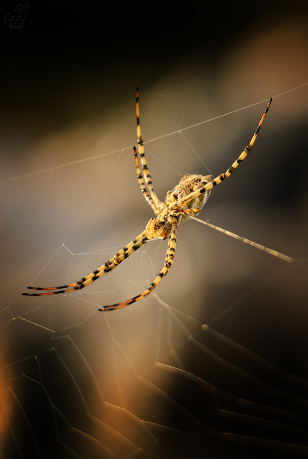 křižák laločnatý - Argiope lobata