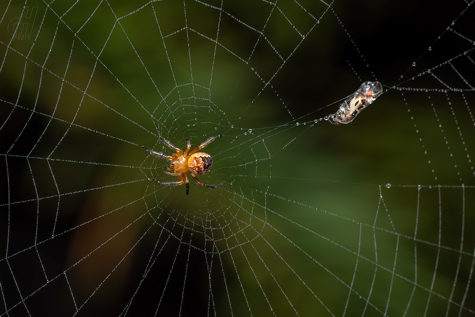 křižák obecný - Araneus diadematus