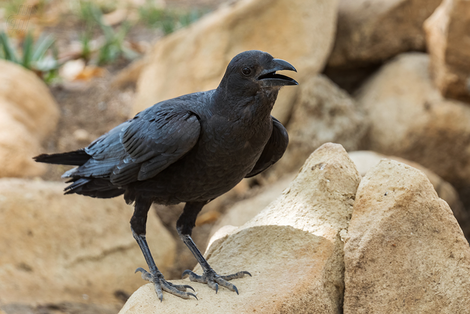 krkavec krátkoocasý - Corvus rhipidurus