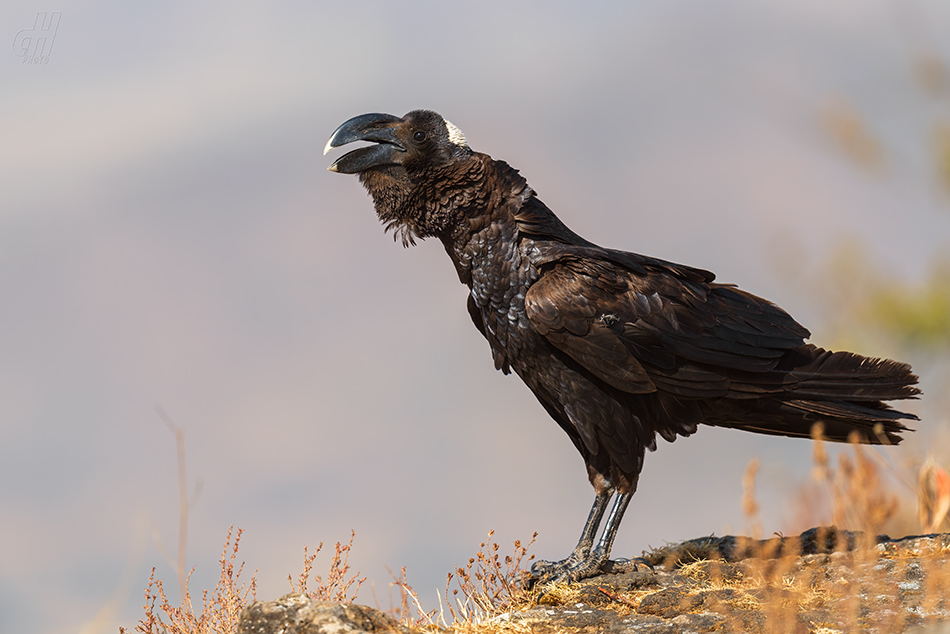 krkavec tlustozobý - Corvus crassirostris