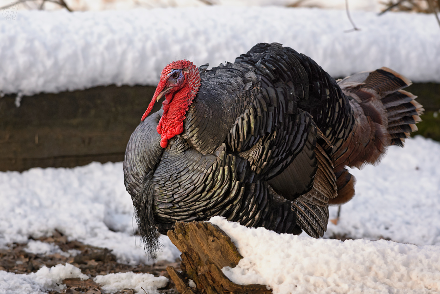 krocan divoký - Meleagris gallopavo