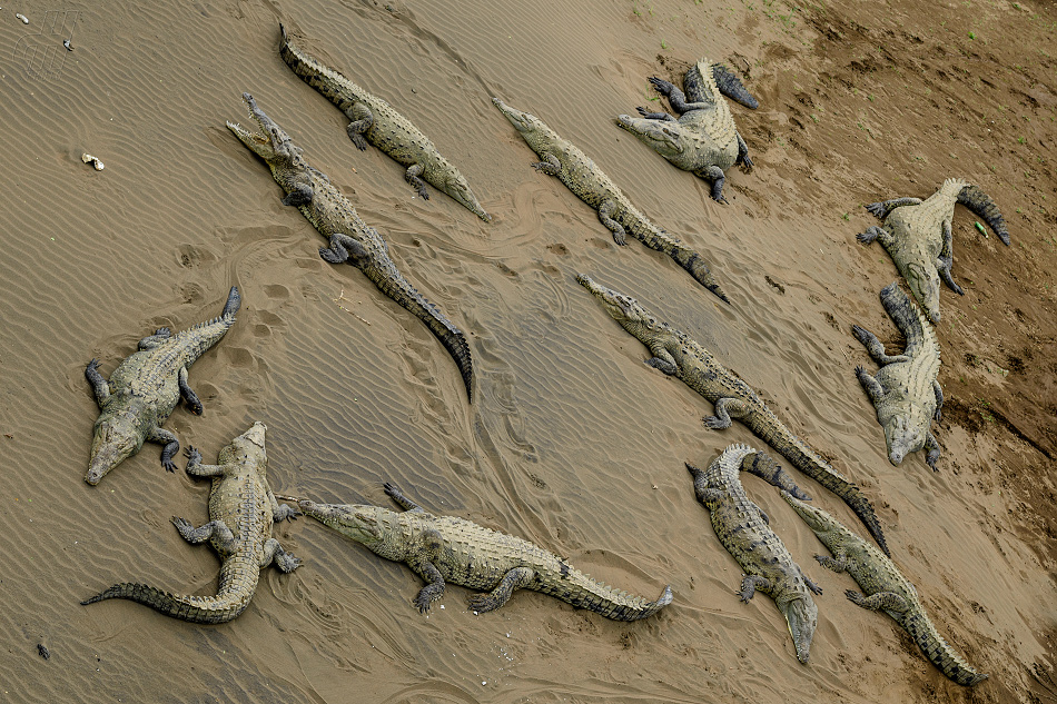 krokodýl americký - Crocodylus acutus